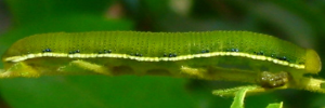 Final Larvae Side of Yellow Migrant - Catopsilia gorgophone gorgophone